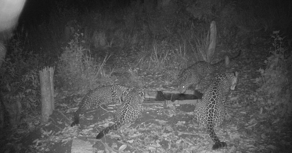 Chandragirinews Adult-Female-Leopard-with-three-cubs केबलकारको क्यामेराले चितुवा तथा मृग देखायो ! थानकोट नगरपालिका chandragiri, chandragiri news, chandragiri hills, chandragiri cabel car, thankot, satungal, naikap, balambu, matatirtha