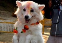 आज कुकुर तिहार मनाइँदै