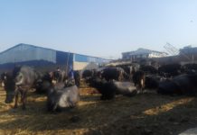 सतुंगलस्थित भैंसी बजार हटाउन नगरपालिकाको पत्र