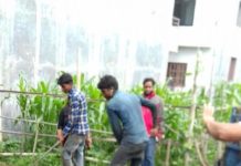 बलम्बु स्थित हरियालीमा कालो पत्रे को काम हुदै!