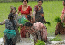 २७ अर्बको चामल र १५ अर्बको धान आयात