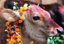 तिहारको चौथो दिन आज गाईको पूजाआजा गरी मनाइँदैछ