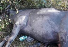 मच्छेगाउँमा राँगोको आतंक आक्रमणमा परी एकजनाको मृत्यु