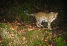 दहचोकमा चितुवाकाे आक्रमण, एकजना घाइते chandragiri Leopard