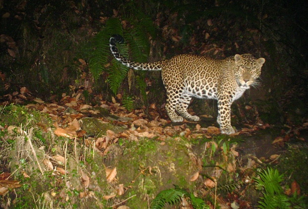 chandragiri Leopard