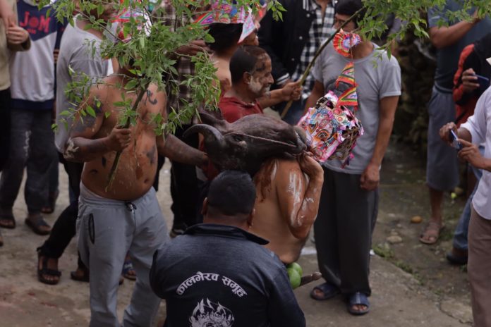 chandragiri gai jatra