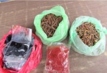 चन्द्रागिरि–२ नागढुङ्गाबाट यार्सागुम्बालगायत जडीबुटीसहित एक जना पक्राउ