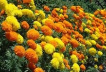 समयमा फूल नफुल्दा भारतबाट भित्र्याइयो दुई लाख तयारी माला