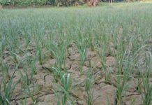 मधेशमा परेन पानी, भएन रोपाइँ