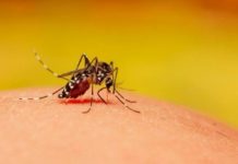 ‘कतै तपाईँको घर वरपर पानी जम्ने ठाउँ र खाल्डाखुल्डी त छैन ?’ mosquito malaria