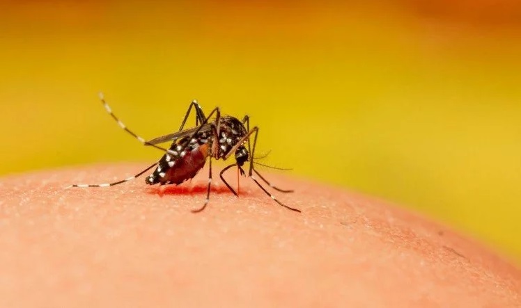 mosquito malaria mosquito malaria